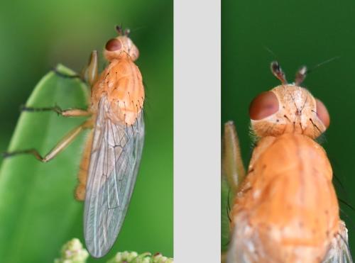 Réf. 321 604 : Dryomyza flaveola